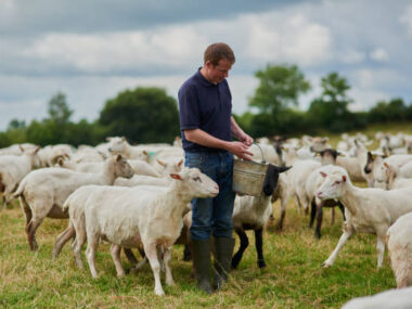 Jobs for Dairy Farm Workers in Ireland