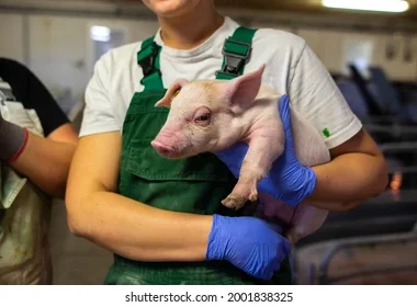Jobs in Scotland for Pig Farm Workers