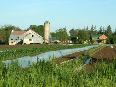 Canadian Vegetable Packer Farm