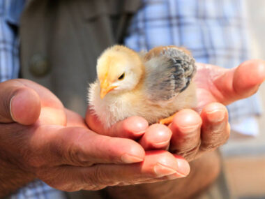 Hatchery Operators in the UK