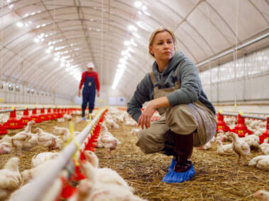 Assistant Poultry Workers