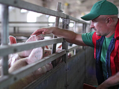 Pig Farm Workers
