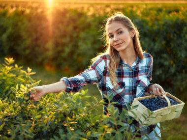Quick Fruit Picking Jobs