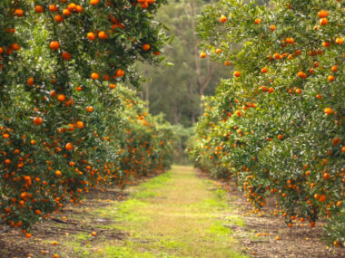 Agriculture in Australia