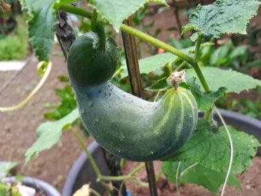 Cucumber Growing Houses