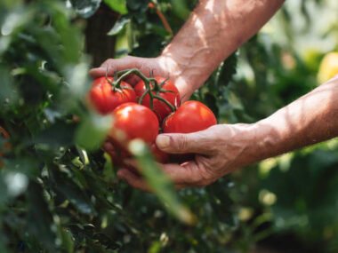 Farming and Agriculture